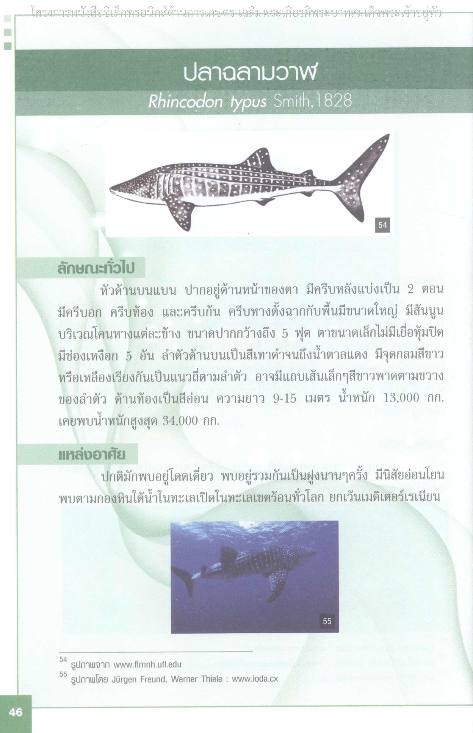 Page 53